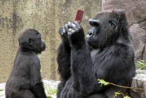 gorilla-3ds